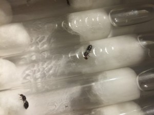 Photo 2, [Crematogaster Scutellaris] Grosse gyne dans la piscine