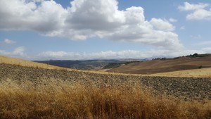 Paysage de plaines andalouses 2, Les fourmis d'Andalousie (Espagne)