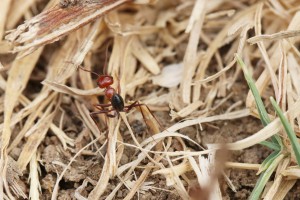 Cataglyphis velox, Les fourmis d'Andalousie (Espagne)