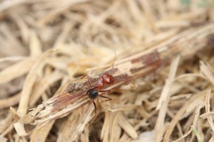 Cataglyphis velox, Les fourmis d'Andalousie (Espagne)