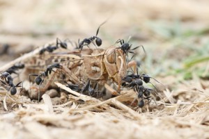 Aphaenogaster senilis en plein action 2, Les fourmis d'Andalousie (Espagne)