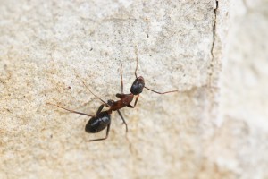 Camponotus, Les fourmis d'Andalousie (Espagne)