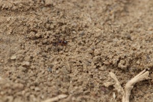 Pseudoscorpion, Les fourmis d'Andalousie (Espagne)