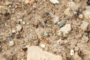 Petite fourmi jaune (~2 mm), Les fourmis d'Andalousie (Espagne)