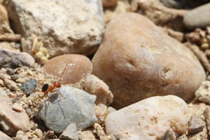Cataglyphis velox, Les fourmis d'Andalousie (Espagne)