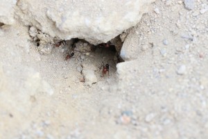 Entrée d'un nid de Cataglyphis velox, Les fourmis d'Andalousie (Espagne)