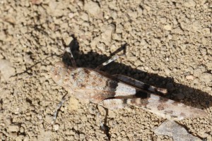 En mode camouflage., Les fourmis d'Andalousie (Espagne)
