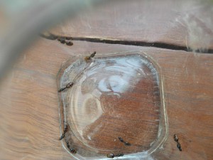 [Solenopsis fugax] Gyne environ 6mm, 41774588_2118550661692020_1068436633151340544_n.jpg