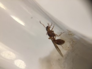 Photo1, [Myrmica sp.] Demande d’identification
