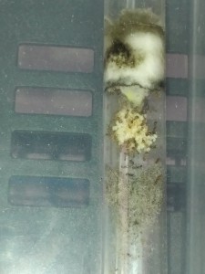 Gyne Tetramorium et sa plus grande cour ! :P, Les Fondations de Firewill