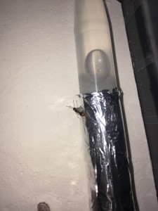 Gyne dans l’adc 2, Myrmica ou pas ?