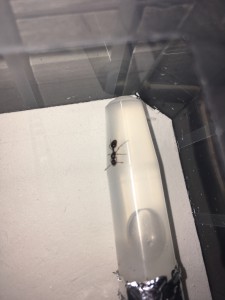 Gyne sur le tube, Myrmica ou pas ?