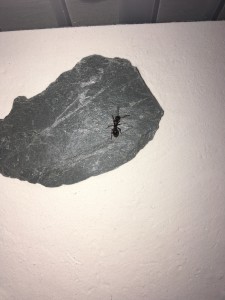 Gyne sur pierre de l’adc, Myrmica ou pas ?