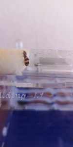 Encore elle, [Lasius sp.] Gyne marron clair et blanche
