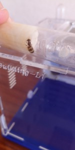 Toujours elle, [Lasius sp.] Gyne marron clair et blanche
