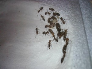 Camponotus lateralis 1., [Blog] Les colonies de Pierre