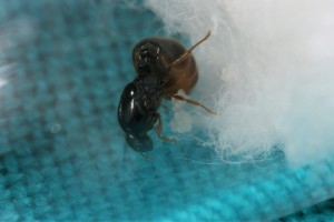 Gyne 1, [Blog] Récolte de Solenopsis fugax