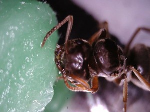 Gros plan du ravitaillement., Dendrolasius fuliginosus et Chthonolasius sp : tentative 2015 à 2018