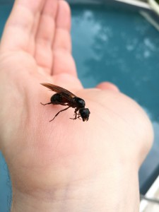 Camponotus ligniperdus le 10 juin 2018, [Blog] Camponotus ligniperdus / Auvergne