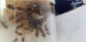 Gastre, Gyne Lasius sp. noire avec tergite qui s'ouvre et se ferme ?