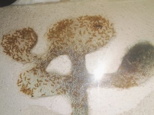 Vue d'ensemble, Suivi des Chthonolasius