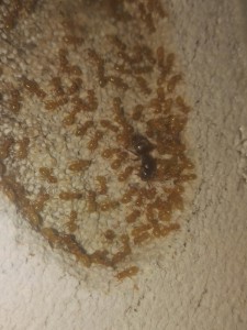 Reine + couvain 1, Suivi des Chthonolasius