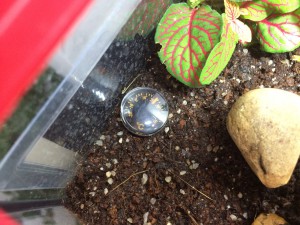 [Q/R] Les Odontomachus sp. aff. monticola de Deucalion, IMG_3733-min.JPG