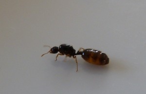 photo 1, [Solenopsis fugax] Lasius flavus ?