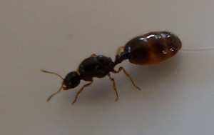 photo 2, [Solenopsis fugax] Lasius flavus ?