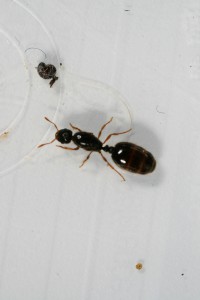 Gyne 1, [Solenopsis fugax] Serait-ce à nouveau des Solenopsis fugax?