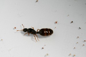 Gyne 2, [Solenopsis fugax] Serait-ce à nouveau des Solenopsis fugax?