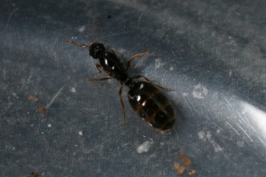 Gyne 3, [Solenopsis fugax] Serait-ce à nouveau des Solenopsis fugax?