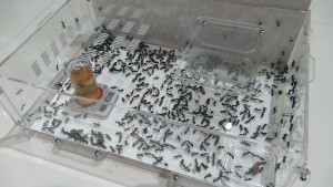 Face avant, [Q/R] Camponotus fulvopilosus