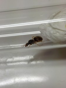 Photo_3, [Lasius sp. jaune] Gyne 8 mm