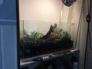L'installation, [Blog] Camponotus pseudoirritans