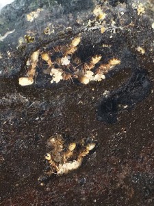 Une partie du couvain, [Blog] Camponotus pseudoirritans
