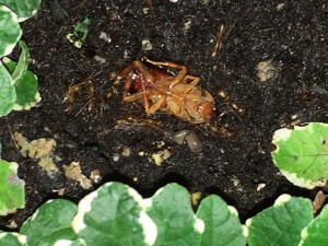 Le repas + une des fameuses limaces, [Blog] Camponotus pseudoirritans