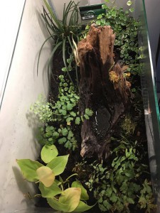 Vue du haut, [Blog] Camponotus pseudoirritans