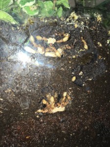 Elles, [Blog] Camponotus pseudoirritans