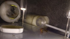 Ça a l’air de lui plaire, [Blog] Camponotus fellah