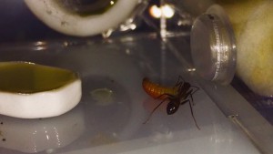 Première fois qu’elle goûte à de la viande... pas mauvais, [Blog] Camponotus fellah