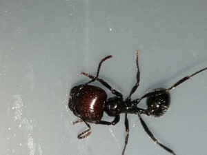 Fourmis4, [Messor barbarus] 2 gynes Messor barbarus ?