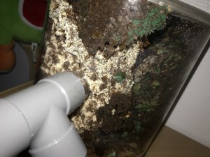 Vue sur le côté du fungus, [Blog] Les Acromyrmex octospinosus radioactives  ²³⁵U