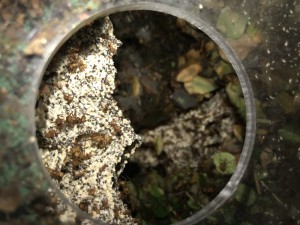 Vue du dessus du Fungus, [Blog] Les Acromyrmex octospinosus radioactives  ²³⁵U