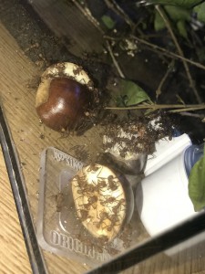 Régime d'automne, [Blog] Les Acromyrmex octospinosus radioactives  ²³⁵U