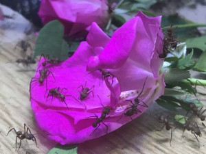 Rose dans l'ADC des Acromyrmex, [Blog] Les Acromyrmex octospinosus radioactives  ²³⁵U