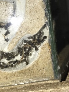 Patte de grillon au repas !, [Blog] Les Messor barbarus radioactives ²³⁵U (Colonie mature)