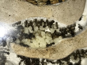 07/2017 Les ouvrières suspendent les larves !, [Blog] Les Messor barbarus radioactives ²³⁵U (Colonie mature)