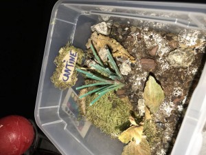 Premier ADC, [Blog] Les Messor barbarus radioactives ²³⁵U (Colonie mature)