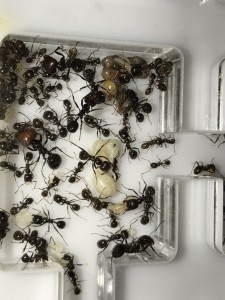 Premières princesses, [Blog] Les Messor barbarus radioactives ²³⁵U (Colonie mature)